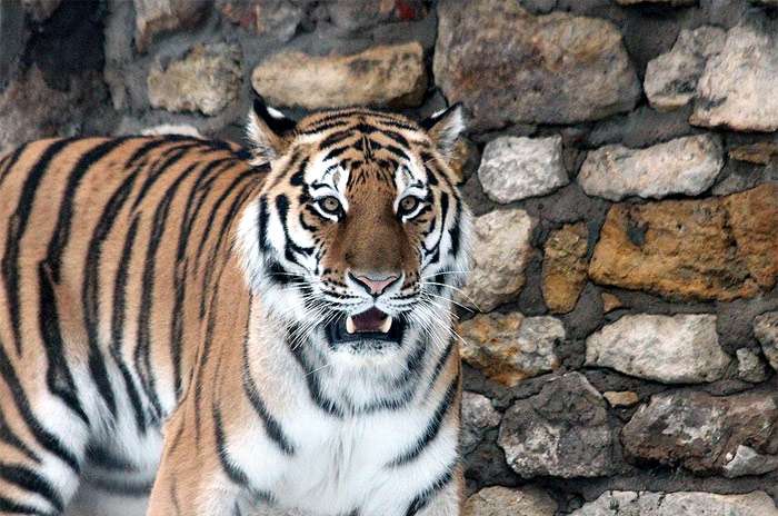 Амурский тигр, уссурийский тигр (Panthera tigris altaica), фото фотография