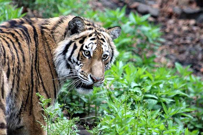 Амурский тигр, уссурийский тигр (Panthera tigris altaica), фото фотография
