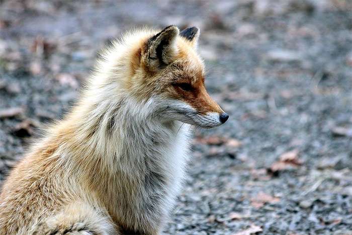 Рыжая лиса лисица, фото фотография хищники