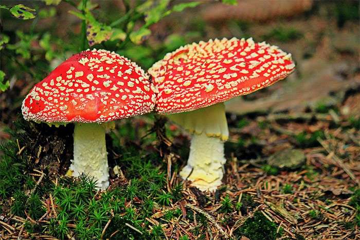 Красные мухоморы, фото фотография грибы