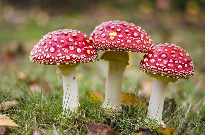Красные мухоморы, фото фотография грибы