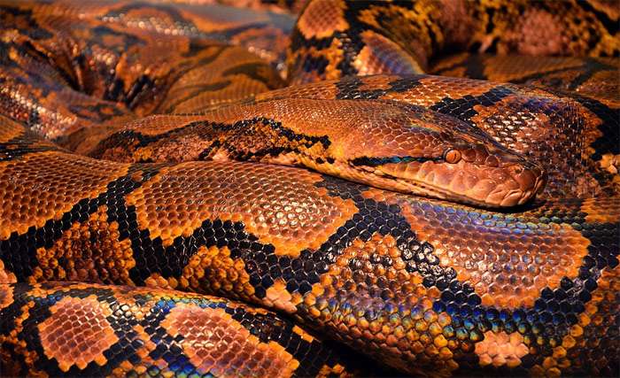 Питон, фото фотография змеи рептилии