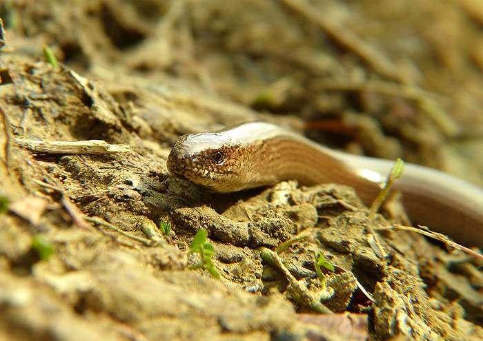 Желтопузик или глухарь (Pseudopus apodus), фото фотография ящерица рептилии