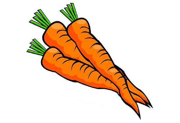 Морковь, морковка, рисунок иллюстрация