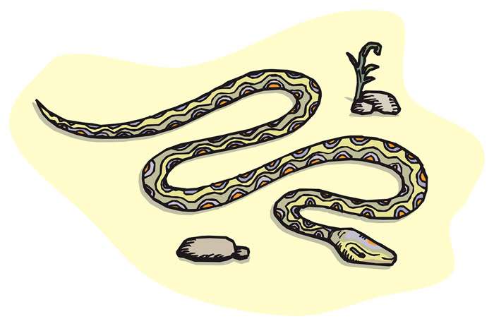 Змея в пустыне, рисунок иллюстрация