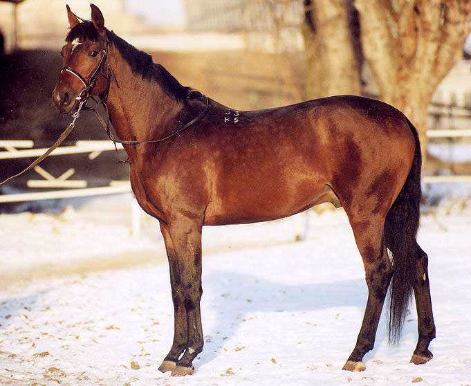 Тракененская лошадь гнедой масти, фото фотография