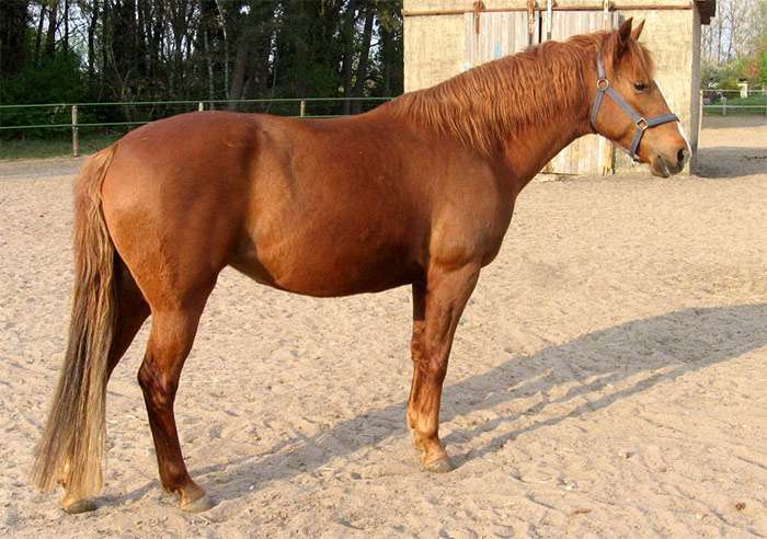 Берберийская лошадь рыжей масти, фото фотография