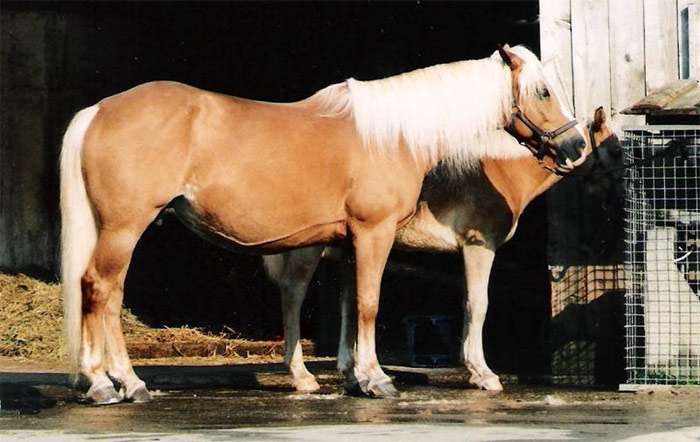 Швейцарская теплокровная лошадь соловой масти, фото фотография