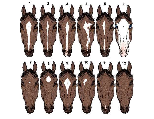 Масти, отметины и приметы лошадей (рисунки) опознавательные признаки  пигменты масти лошади