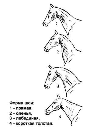 Форма шеи лошади, рисунок картинка
