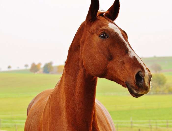 Самые популярные клички лошадей, самые модные красивые изысканные клички  имена для лошадей жеребцов кобыл жеребят