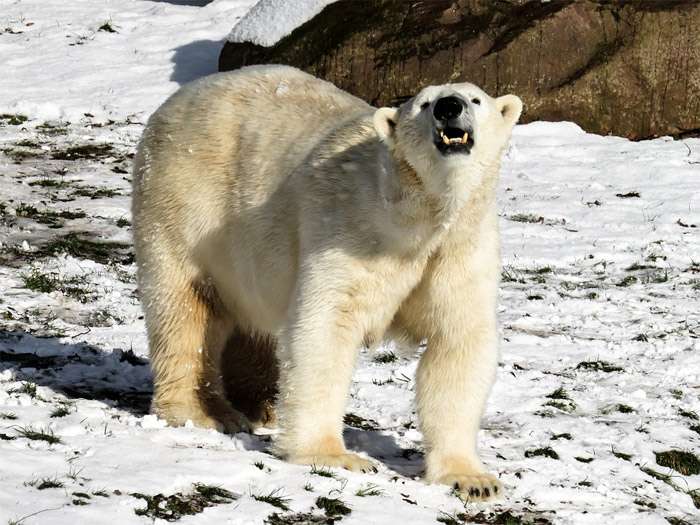 Белый медведь, полярный медведь, фото фотография