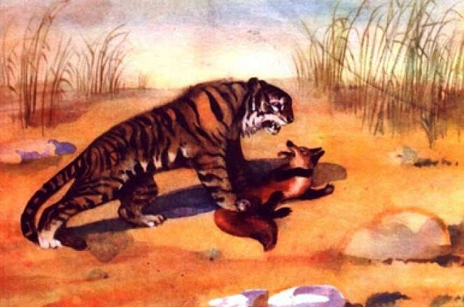Тигр поймал лисицу, рисунок иллюстрация
