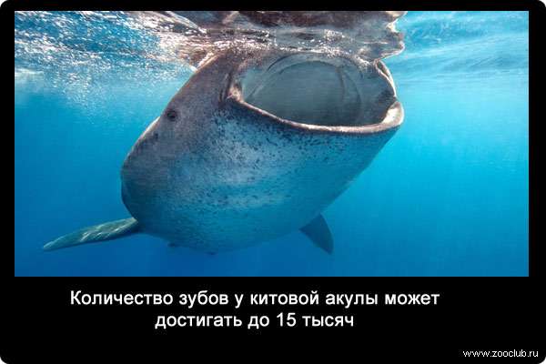 Количество зубов у китовой акулы может достигать до 15 тысяч