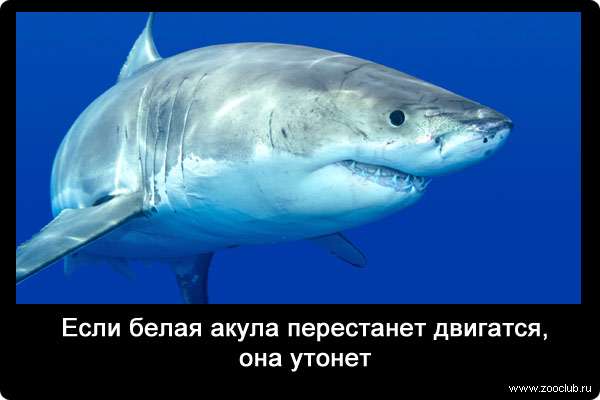 Если белая акула перестанет двигатся, она утонет