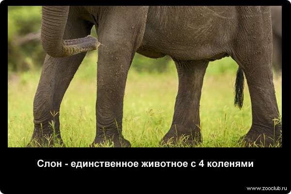 Слон - единственное животное с 4 коленями