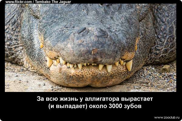  За всю жизнь у аллигатора вырастает (и выпадает) около 3000 зубов