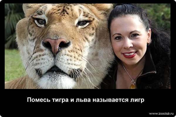  Помесь тигра и льва называется лигр