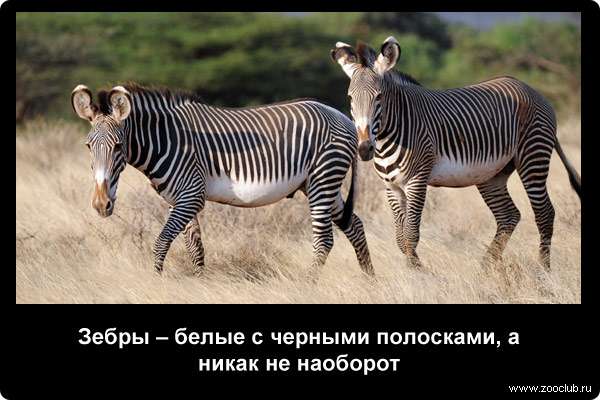 Зебры - белые с черными полосками, а никак не наоборот