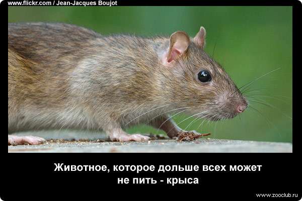 Животное, которое дольше всех может не пить - крыса