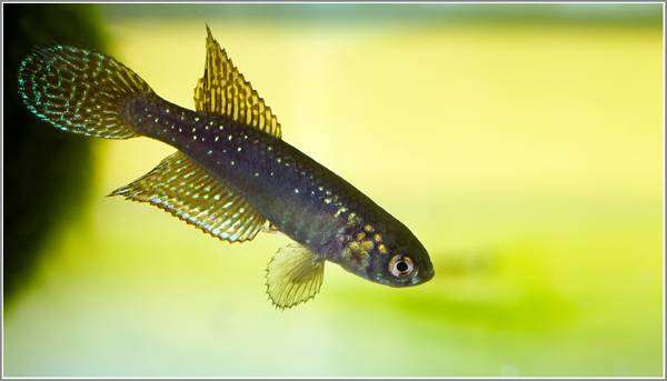 Нотобранхиус, фото содержание аквариумных рыб фотография