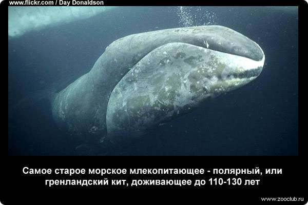  Самое старое морское млекопитающее - полярный, или гренландский кит, доживающее до 110-130 лет