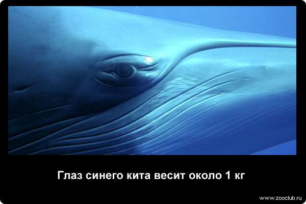  Глаз синего кита весит около 1 кг