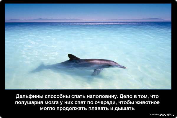  Дельфины способны спать наполовину. Дело в том, что полушария мозга у них спят по очереди, чтобы животное могло продолжать плавать и дышать