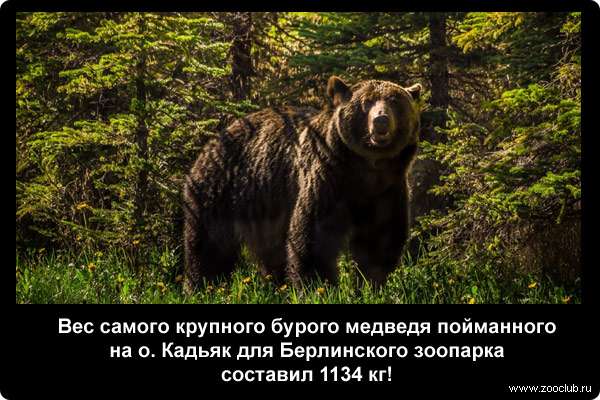  Вес самого крупного бурого медведя пойманного на о. Кадьяк для Берлинского зоопарка составил 1134 кг