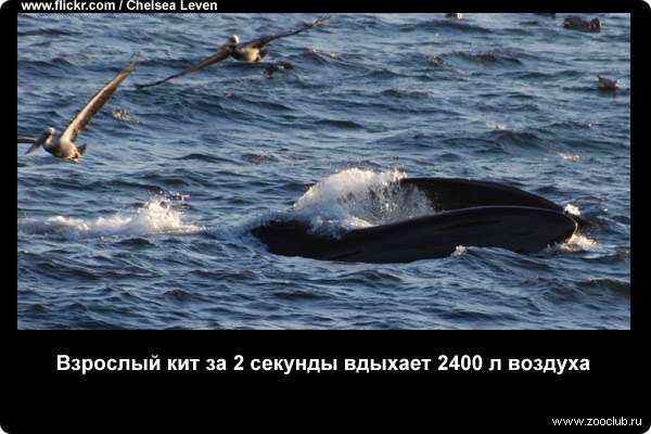  Взрослый кит за 2 секунды вдыхает 2400 л воздуха
