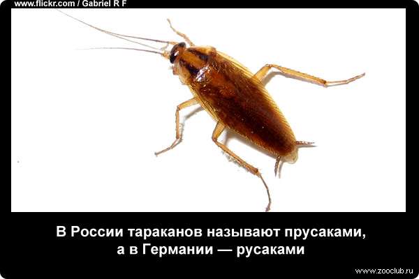  В России тараканов называют прусаками, а в Германии - русаками