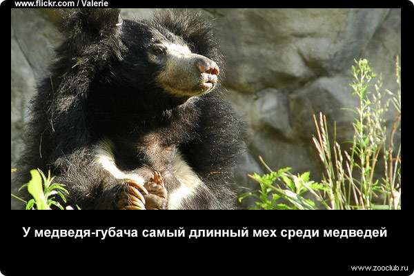  Медведь-губач единственный вид среди медведей, самки которых носят своих малышей на спине
