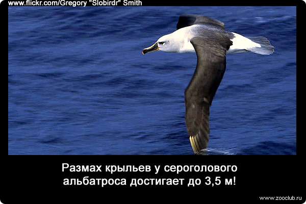 Размах крыльев у сероголового альбатроса (Thalassarche chrysostoma) достигает до 3,5 м!