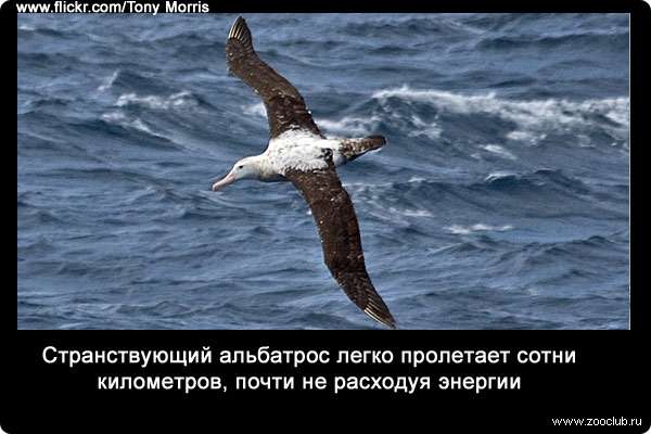 Странствующий альбатрос (Diomedea exulans) легко пролетает сотни километров, почти не расходуя энергии.