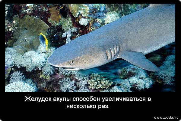 Желудок акулы способен увеличиваться в несколько раз.
