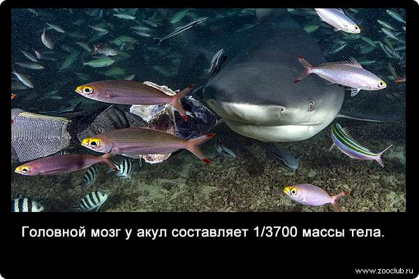 Головной мозг у акул составляет 1/3700 массы тела.