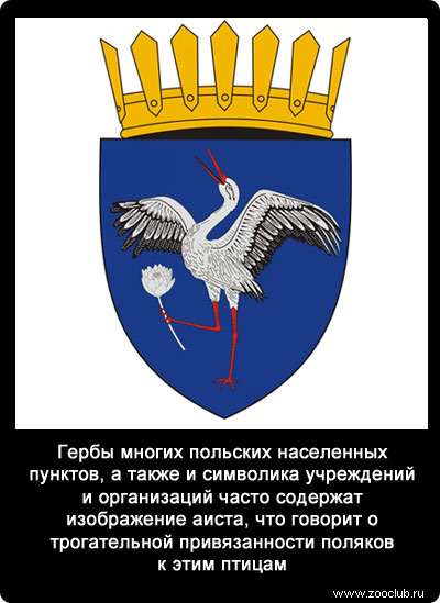 Гербы многих польских населенных пунктов, а также и символика учреждений и организаций часто содержат изображение аиста, что говорит о трогательной привязанности поляков к этим птицам.