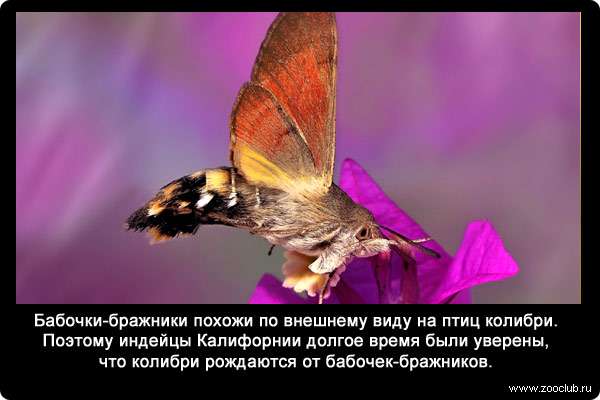 Бабочки-бражники похожи по внешнему виду на птиц колибри. Поэтому индейцы Калифорнии долгое время были уверены, что колибри рождаются от бабочек-бражников.