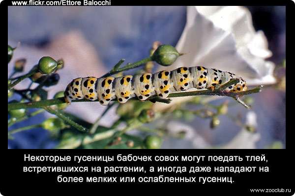 Некоторые гусеницы бабочек совок (сем. Noctuidae) могут поедать тлей, встретившихся на растении, а иногда даже нападают на более мелких или ослабленных гусениц.