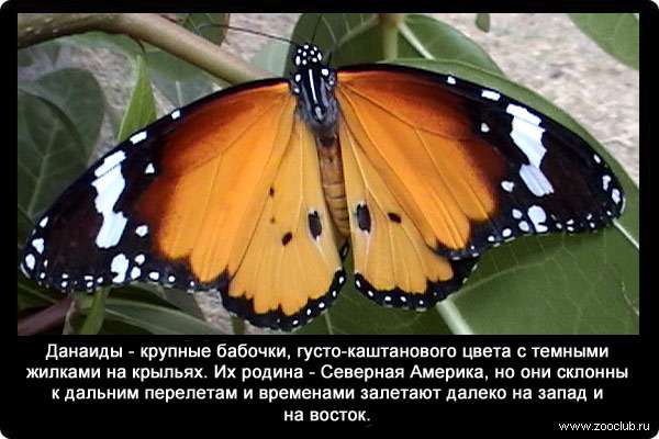 Данаиды (Danaus) - крупные бабочки, густо-каштанового цвета с темными жилками на крыльях. Их родина - Северная Америка, но они склонны к дальним перелетам и временами залетают далеко на запад и на восток.