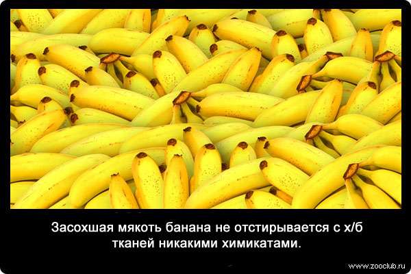 Засохшая мякоть банана не отстирывается с х/б тканей никакими химикатами.
