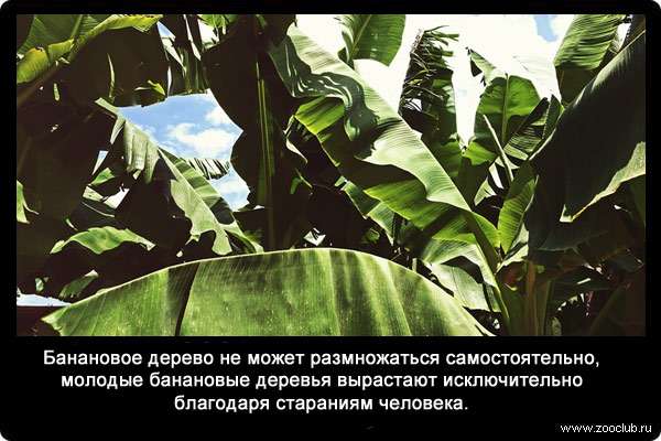 Банановое дерево не может размножаться самостоятельно, молодые банановые деревья вырастают исключительно благодаря стараниям человека