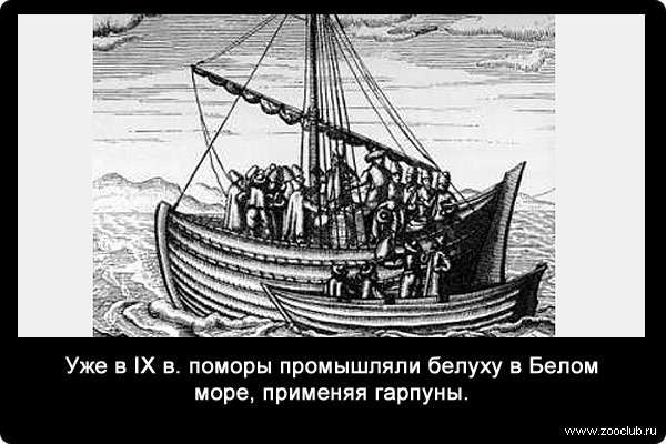 Уже в IX в. поморы промышляли белуху в Белом море, применяя гарпуны.