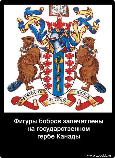 Фигуры бобров запечатлены на государственном гербе Канады.
