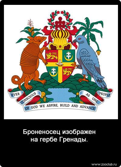 Броненосец изображен на гербе Гренады.