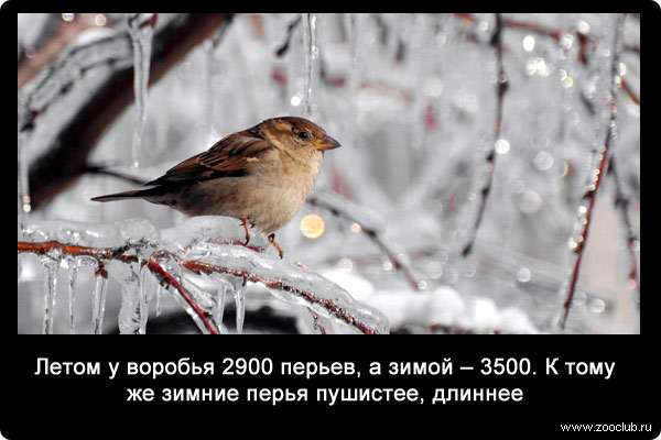 Летом у воробья 2900 перьев, а зимой - 3500. К тому же зимние перья пушистее, длиннее.