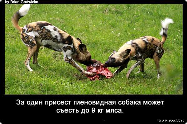За один присест гиеновидная собака может съесть до 9 кг мяса.