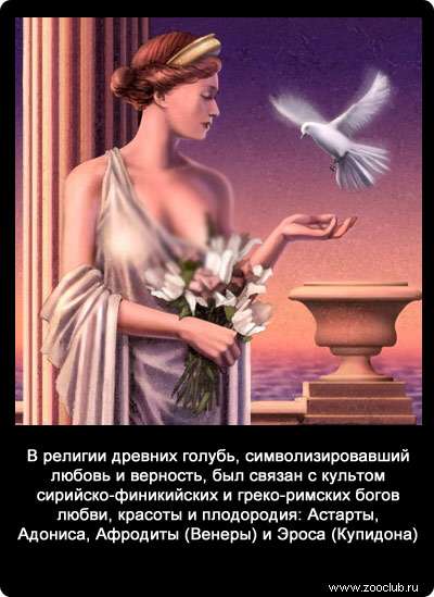 В религии древних голубь, символизировавший любовь и верность, был связан с культом сирийско-финикийских и греко-римских богов любви, красоты и плодородия: Астарты, Адониса, Афродиты (Венеры) и Эроса (Купидона).