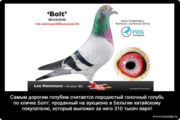 Самым дорогим голубем считается породистый гоночный голубь по кличке Болт, проданный на аукционе в Бельгии китайскому покупателю, который выложил за него 310 тысяч евро.
