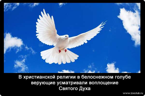 В христианской религии в белоснежном голубе верующие усматривали воплощение Святого Духа. 